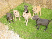 Bolo x Hussy Pups