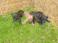 Dynomite x Black Yoko II Pups