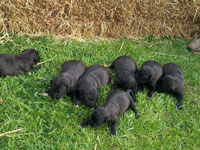 El Negro x Carmen Pups