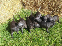 Haystack x Edie Pups