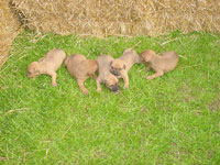 Red Charlie x Gloria II Pups