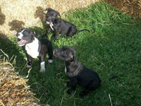 Red Charlie x Taser Pups