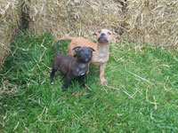 Rosco x Piedra II Pups