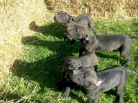 Santos X Miss Mouth II Pups