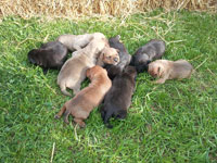 Santos x Suicide Blonde Pups