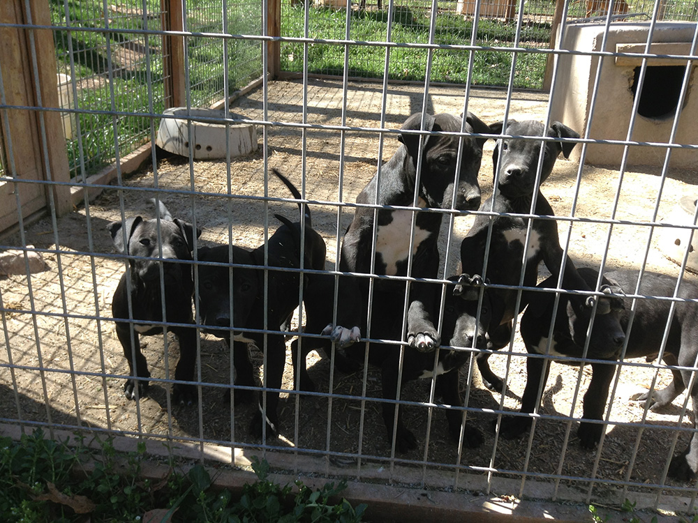 El Negro x Blacksnake II Pups Tom Garner Kennels